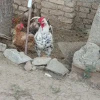 س عدد خروس زینتی