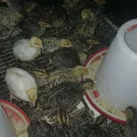 جوجه بلدرچین ۱۵ روزه ( ارسال رایگان )