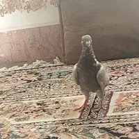 کبوتر|پرنده|فردوس (خراسان), |دیوار