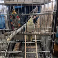 جفت عروس هلندی دستی