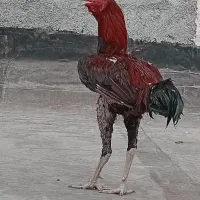 جوجه۱۱ماهه لاری