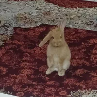 خرگوش