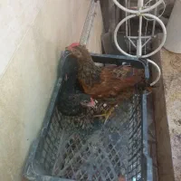 مرغ خانگی سالم