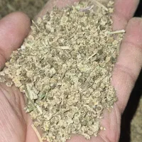 بذر وتخم چغندر دامی