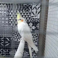 عروس هلندی نر
