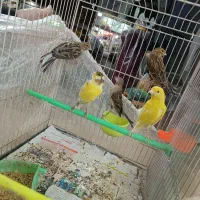 جوجه قناری نر و ماده بالغ