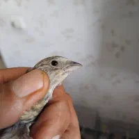 سهره قناری