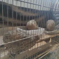 دوتا بلدرچین ماده تخم گذار