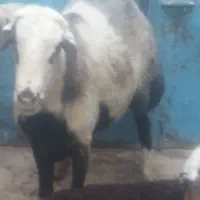باخرز کلاته کاظم