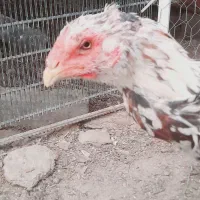مرغ لاری چیل