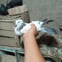 کبوتر اصفهانی