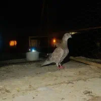 کفتر|پرنده|زاهدان, |دیوار
