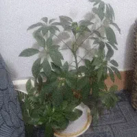 بهار خواب می‌خوام