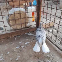 دوتا اشعل وکوهی دم سفید سه تا نر
