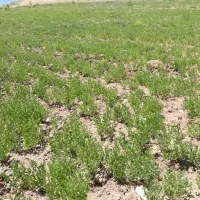 عدس|خوردنی و آشامیدنی|شیروان (خراسان), |دیوار
