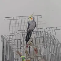عروس هلندی گمشده