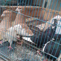 نر افشون زرد ماده سینه سیاه با ماده سرزردکلاهی