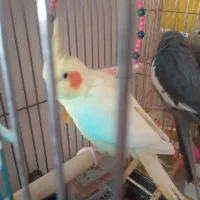 عروس هلندی