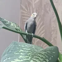 عروس هلندی گم شده