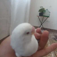 کو توله ماده