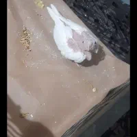 جوجه ۲۰ روزه عروس هلندی ۷۰۰ تومان