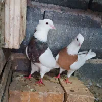 کبوتر طوقی