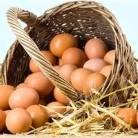 پخش تخم مرغ سیمرغ و روز