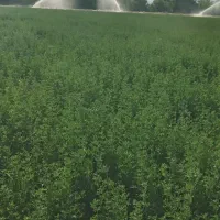 فروش2 هکتار یونجه خالص درو شده
