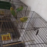 مرغ عشق