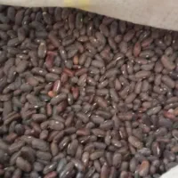 بذر لوبیا سبز
