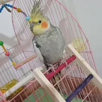 گمشده