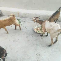 کهره و بز