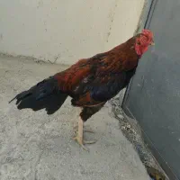 خروس میوالی