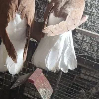 سرخ دمسفید|پرنده|حمیدیه, |دیوار