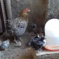 مرغ وخروس