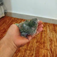 جوجه طوطی راهب