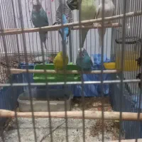 مرغ عشق نروماده