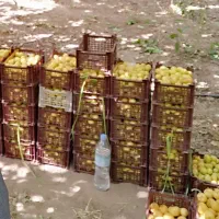 خریدار محصول سردرختی زردآلو وقیصی