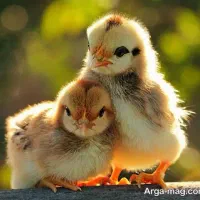 جوجه بلدرچین دو روزه