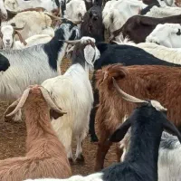۱۰۰ راس بز و گوسفند برای سرمایه گذاری خرد و کلان