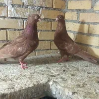 کبوتر صرب سرخ
