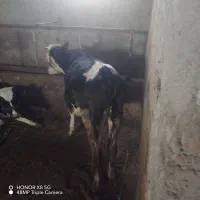 فروش گوساله ماده سیمینتال