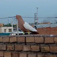 سینه زرد