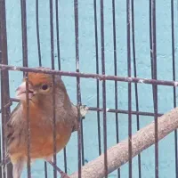 قناری نر ماده مست