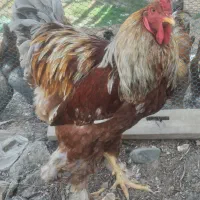 خروس برهما بوف و رد سالمون