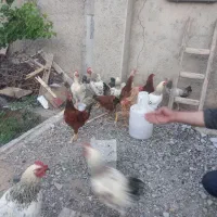 خروس محلی جوان ۹ ماه سرحال تعداد ۱۴ عدد