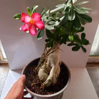 آدنیوم بنسای