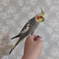 عروس هلندی سینامون