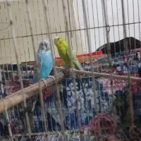 دو جفت مرغ عشق دستی