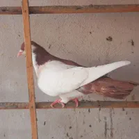 چپ کلاغ دم سرخ نر